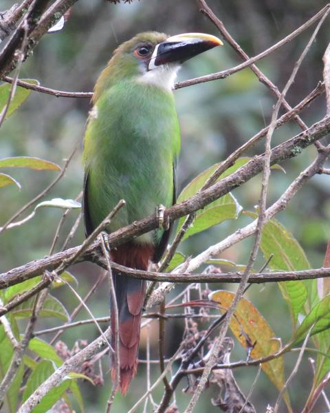 Southern Emerald-Toucanet (Andean)