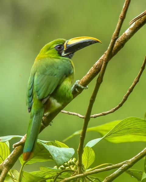 Southern Emerald-Toucanet (Black-throated)