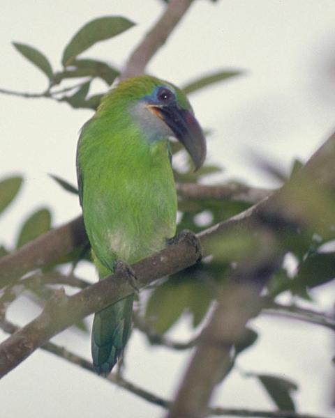 Groove-billed Toucanet
