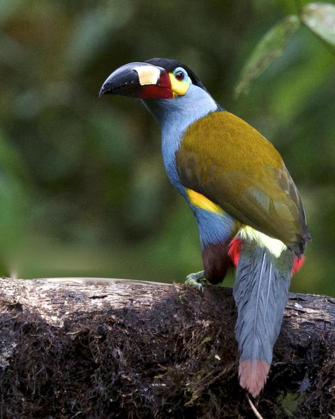 Plate-billed Mountain-Toucan