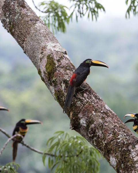 Many-banded Aracari