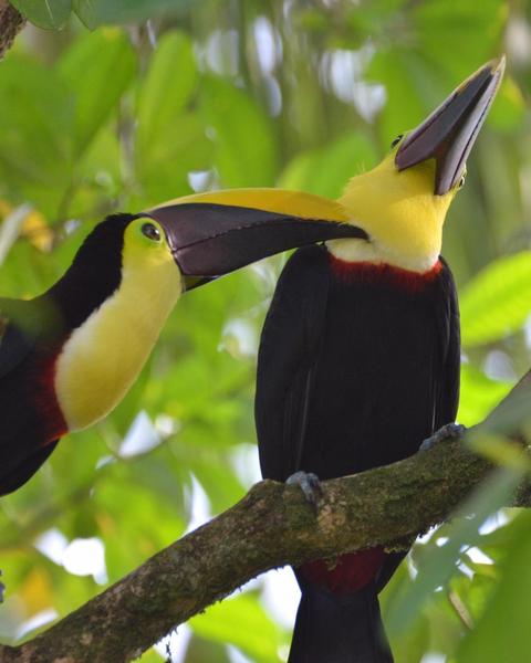 Yellow-throated Toucan (Black-mandibled)