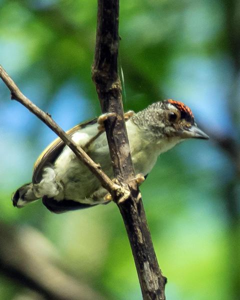 Plain-breasted Piculet