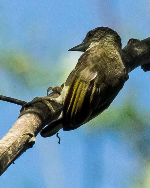Plain-breasted Piculet