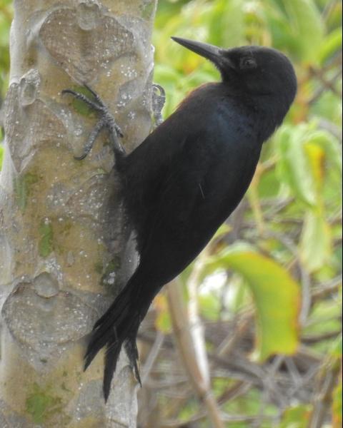 Guadeloupe Woodpecker