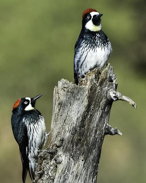 Acorn Woodpecker