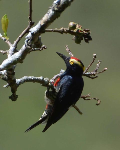 Yellow-tufted Woodpecker