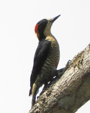 Beautiful Woodpecker