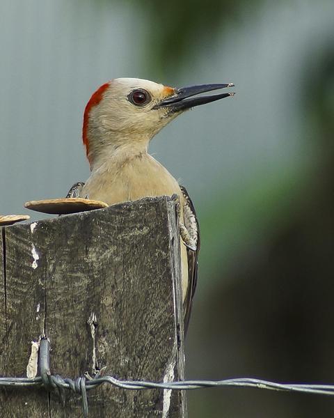 Golden-fronted Woodpecker (Velasquez's)