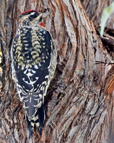Yellow-bellied x Red-naped Sapsucker (hybrid)