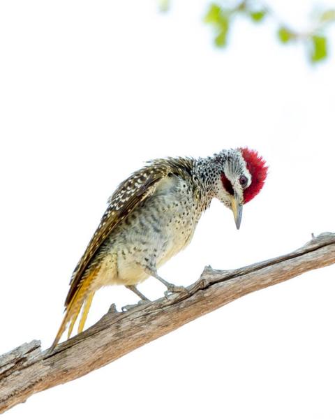 Reichenow's Woodpecker