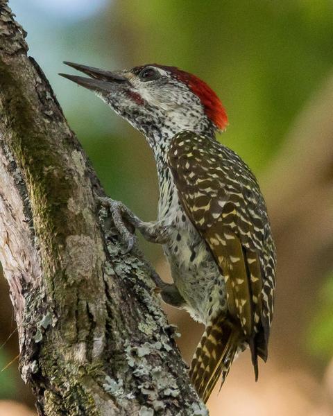 Golden-tailed Woodpecker