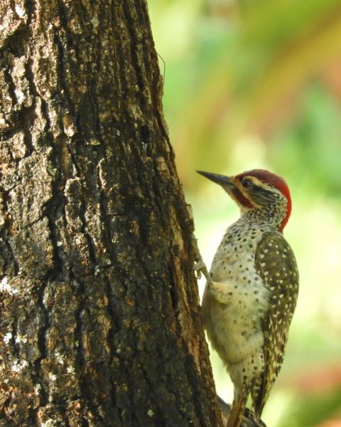 Green-backed Woodpecker