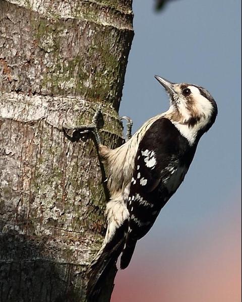 Gray-capped Woodpecker