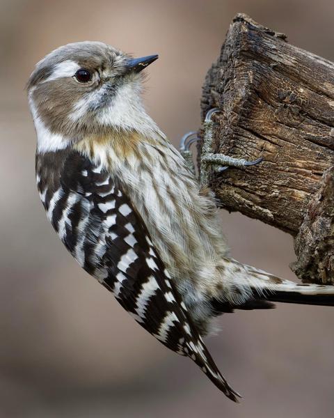 Pygmy Woodpecker