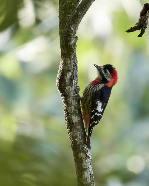 Crimson-breasted Woodpecker
