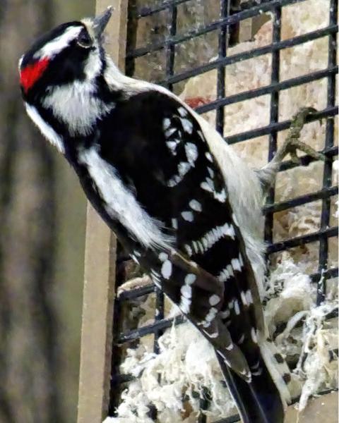Downy Woodpecker (Eastern)