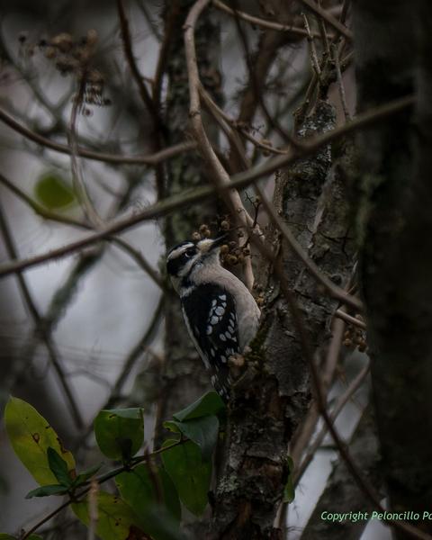 Downy Woodpecker (Eastern)