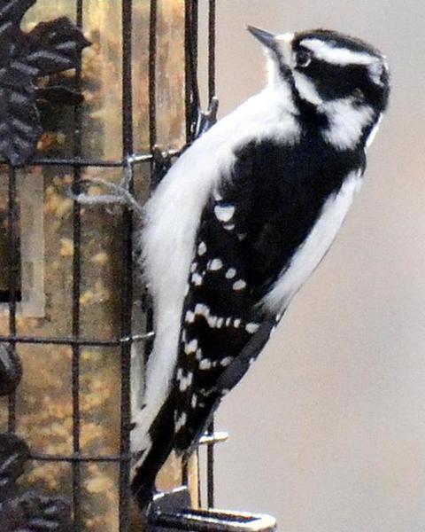 Downy Woodpecker (Rocky Mts.)