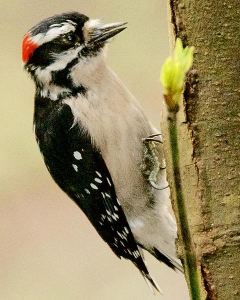 Downy Woodpecker (Pacific)