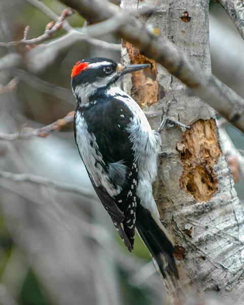 Hairy Woodpecker