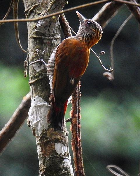 Red-rumped Woodpecker