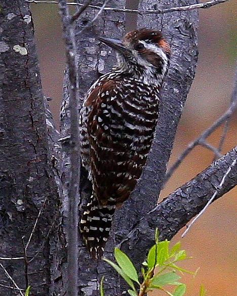 Striped Woodpecker