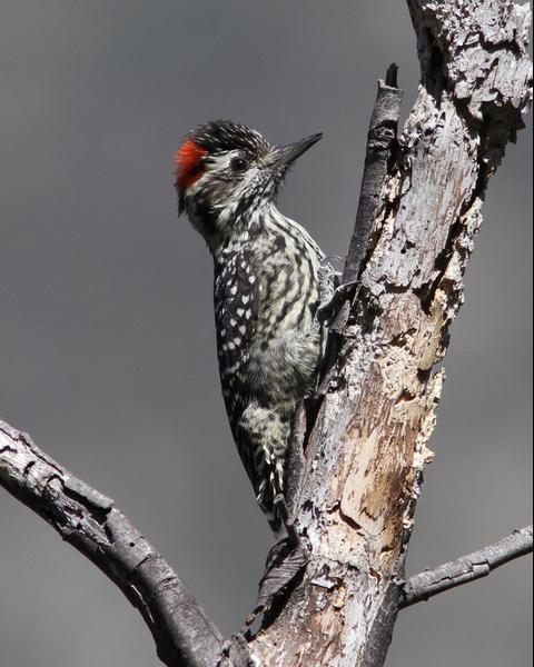 Striped Woodpecker
