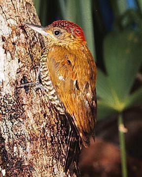 Red-stained Woodpecker