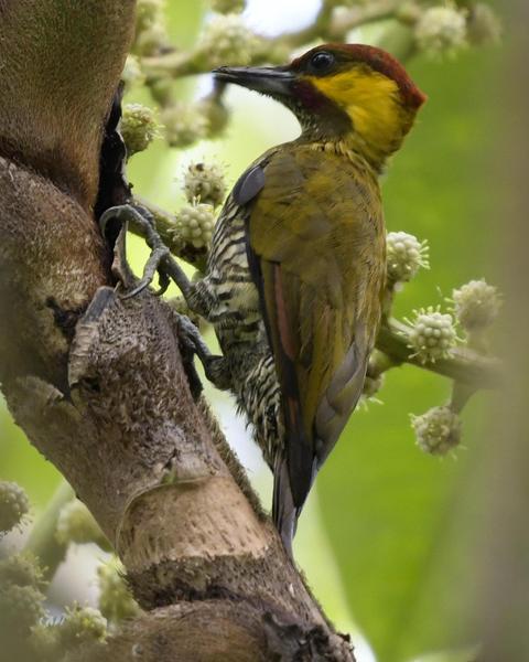 Lita Woodpecker