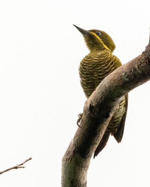 Golden-green Woodpecker