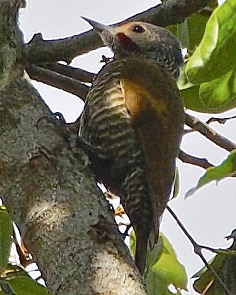 Gray-crowned Woodpecker