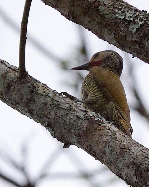 Gray-crowned Woodpecker