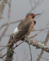Northern Flicker (Yellow-shafted)