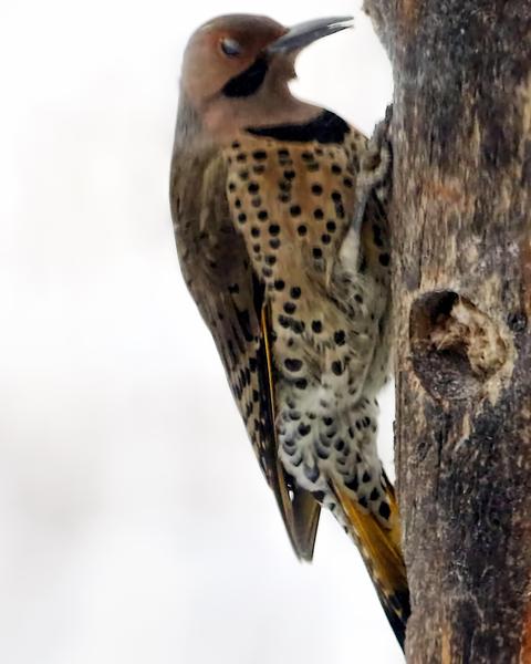 Northern Flicker (Yellow-shafted)
