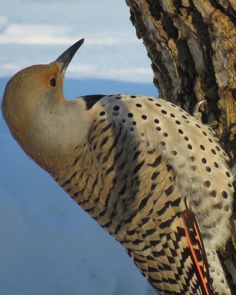 Northern Flicker (Yellow-shafted x Red-shafted)