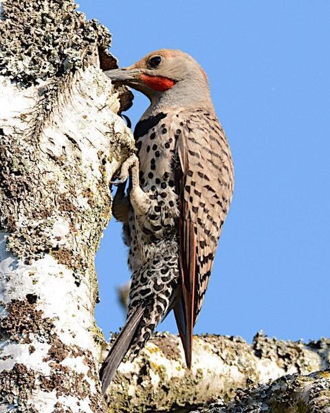 Northern Flicker (Yellow-shafted x Red-shafted)
