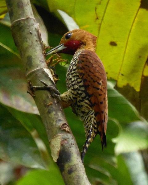 Cinnamon Woodpecker