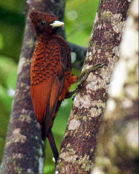 Scale-breasted Woodpecker