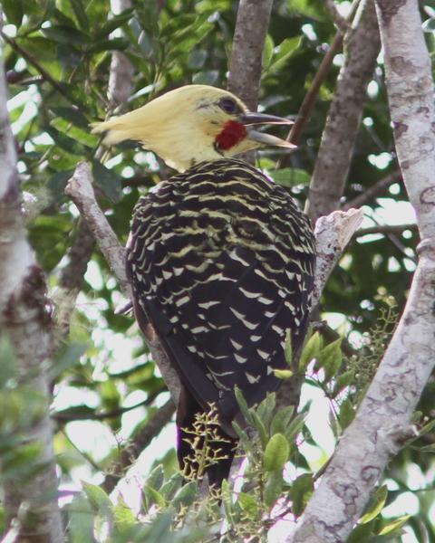 Ochre-backed/Blond-crested Woodpecker
