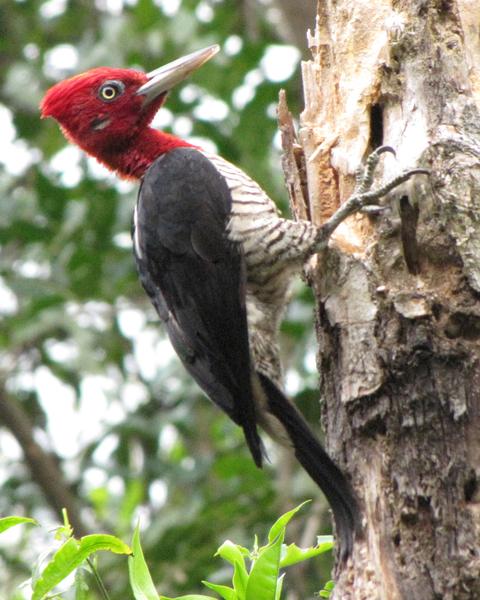 Robust Woodpecker