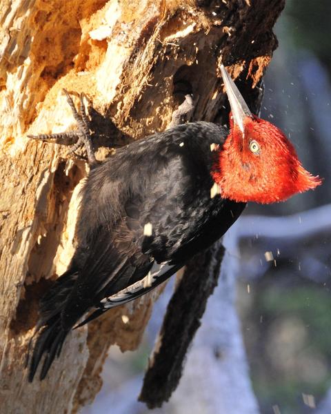 Magellanic Woodpecker