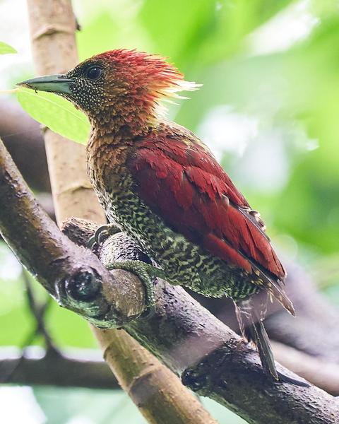 Banded Woodpecker