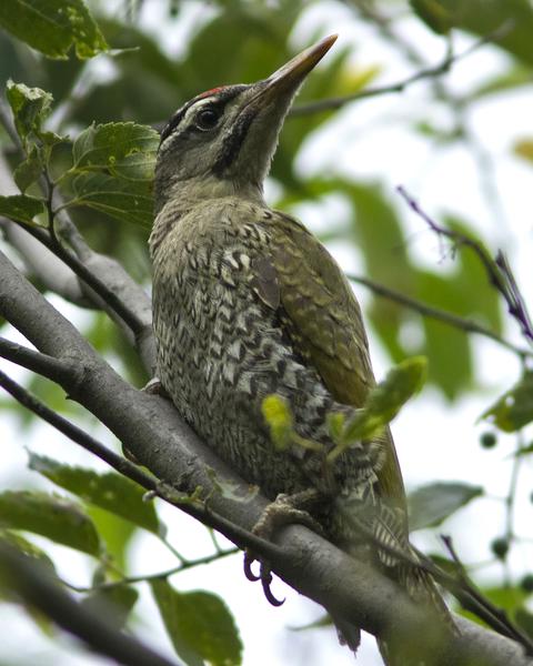 Scaly-bellied Woodpecker