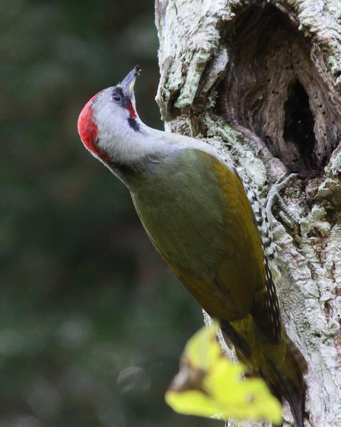 Japanese Woodpecker