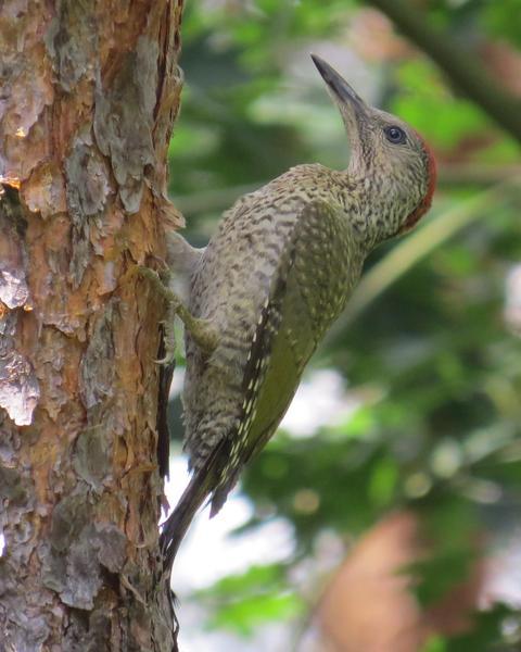 Eurasian/Iberian Green Woodpecker