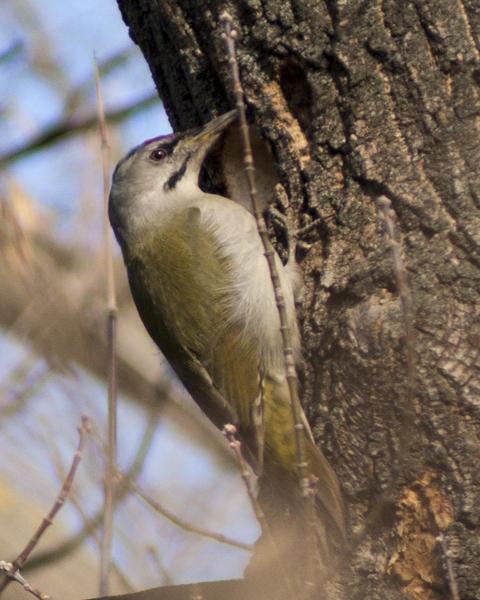 Gray-headed Woodpecker