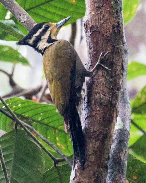 Olive-backed Woodpecker