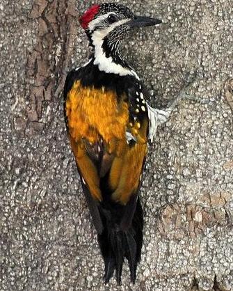 Black-rumped/Red-backed Flameback