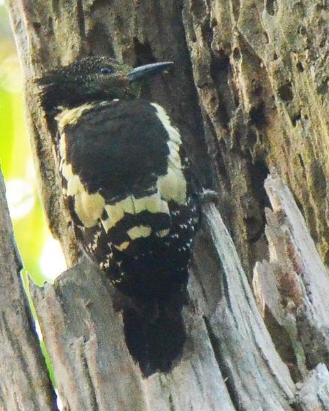 Black-and-buff Woodpecker